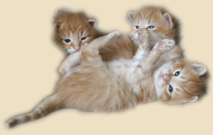 Tootles, Mr. Smee & Bam Bam 3 weeks young