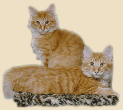 Tootles and Mr. Smee (sitting) 22 weeks young